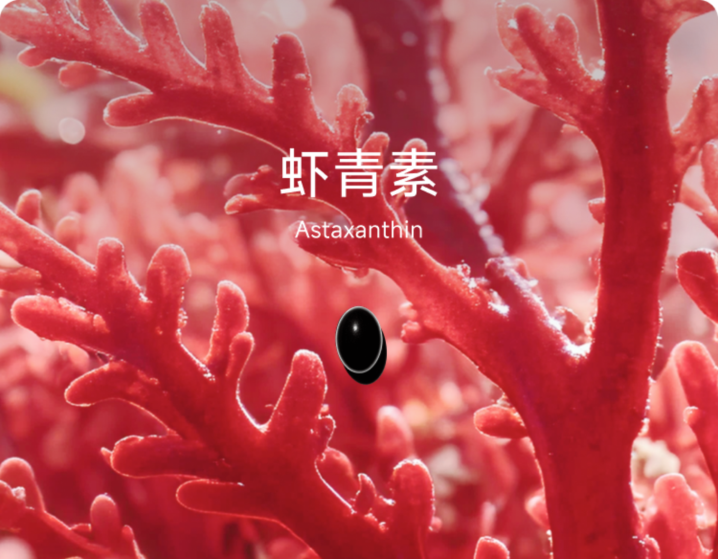守护细胞屏障，虾青素来了