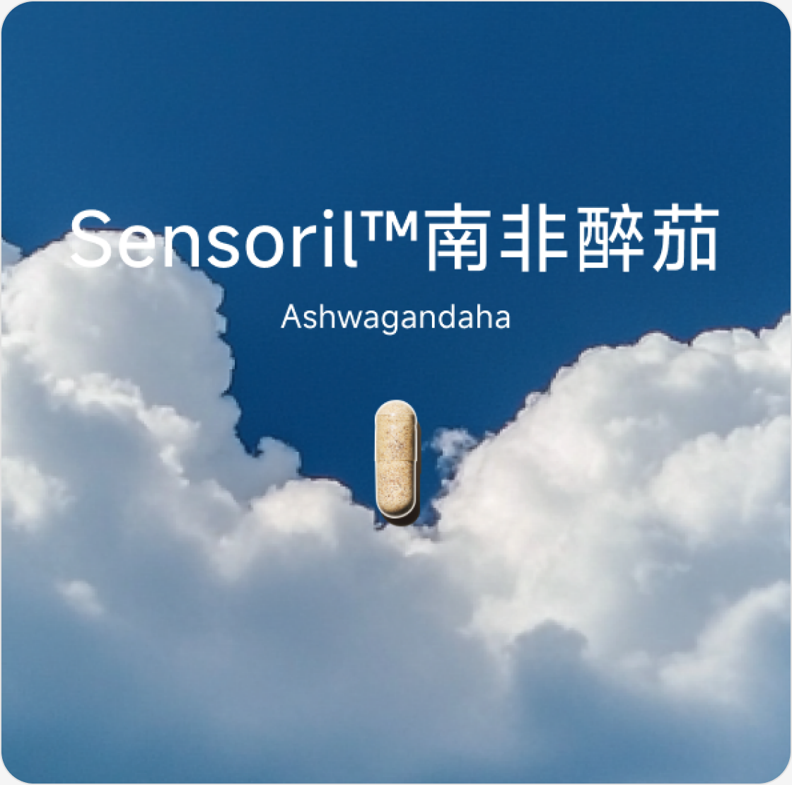 Sensoril™ 南非醉茄